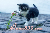 hana839.com